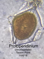 Protoperidinium