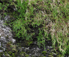 Selaginella oregana