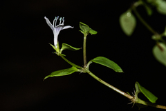 Oldenlandia rupicola image
