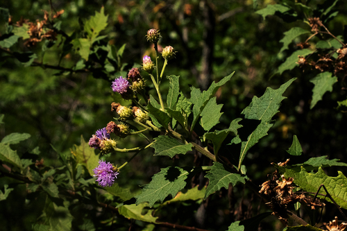 Vernonia muelleri image