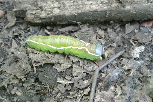 Cerura felina