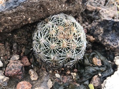 Coryphantha radians