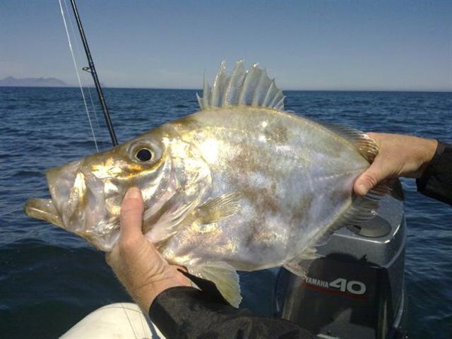 Cape Dory