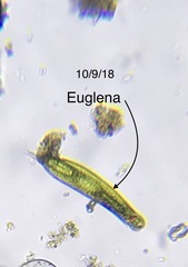 Euglenales