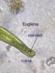 Euglenales