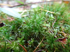 Atrichum altecristatum