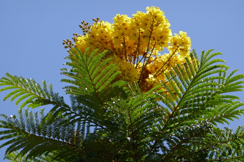 Peltophorum dubium
