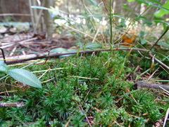 Atrichum altecristatum