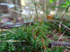 Atrichum altecristatum