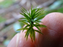 Atrichum altecristatum