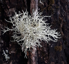 Ramalina geniculata