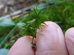 Atrichum altecristatum