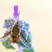 Dotted Bee Fly - Photo (c) Ralph Martin, some rights reserved (CC BY-NC-ND), uploaded by Ralph Martin