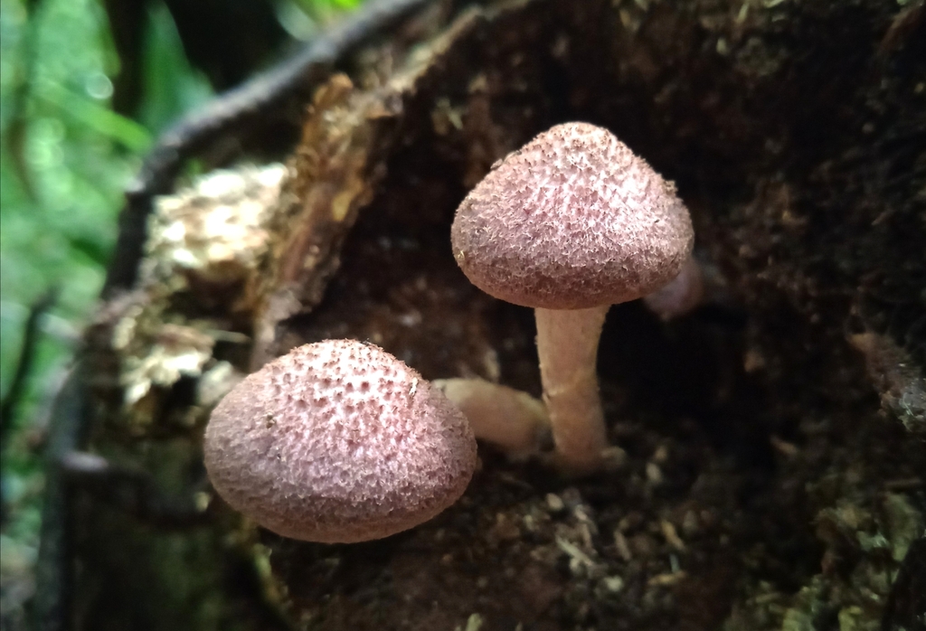 Gymnopilus luteofolius · April 2023 · photo: © deniszabin (iNaturalist, cc-by)