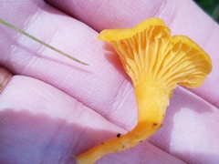 Chanterelle (Cantharellus minor)