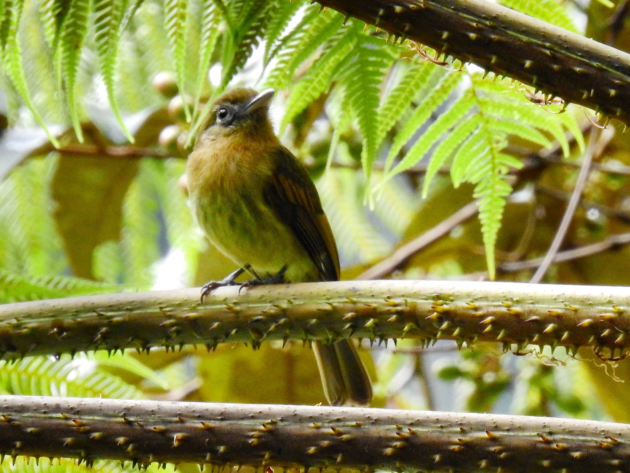 Fulvous-breasted Flatbill (Rhynchocyclus fulvipectus), photo 6