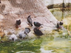 Columba livia domestica