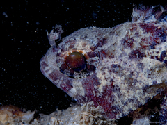 False Scorpion-Fish photo 3