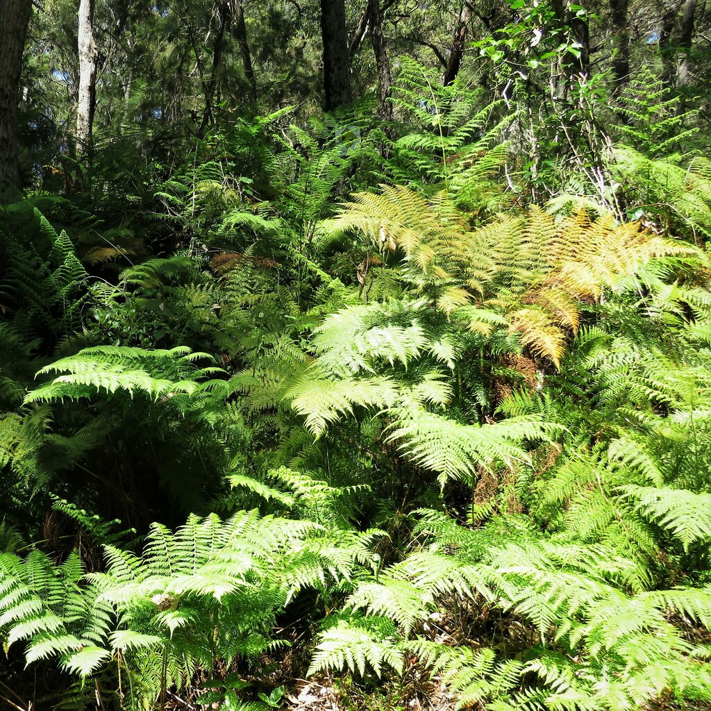 Common Ground Fern from Wallaga Lake NSW 2546, Australia on November 16 ...