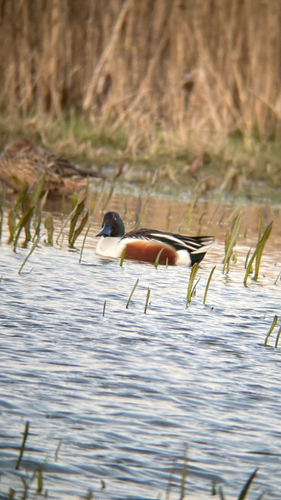 Northern Shoveler, Anjum, photo 10 of 10