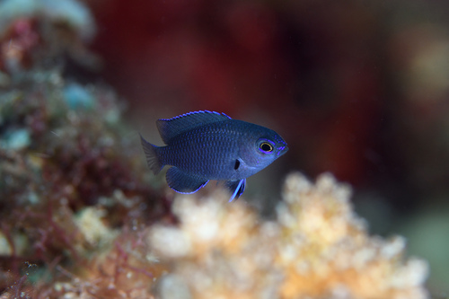 Charcoal damsel (Pomacentrus brachialis) — Pomacentridae — 3