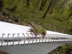 Hyla euphorbiacea