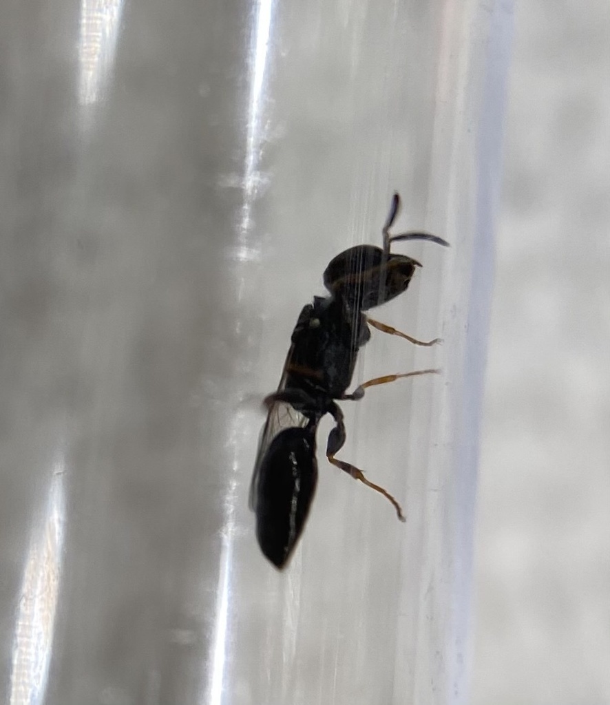 Wasp
