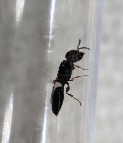 Wasp