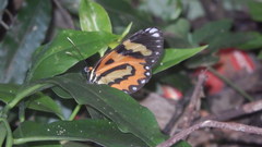 Placidina euryanassa