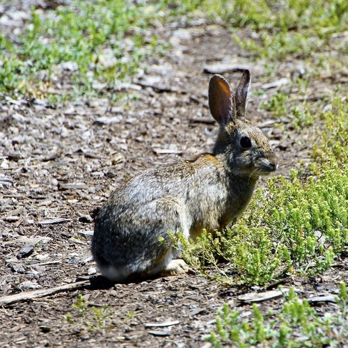 iNaturalist observation photo of Desert Cottontail