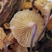 Xeromphalina Sect. Xeromphalina - Photo (c) Stephen Russell, some rights reserved (CC BY-NC), uploaded by Stephen Russell
