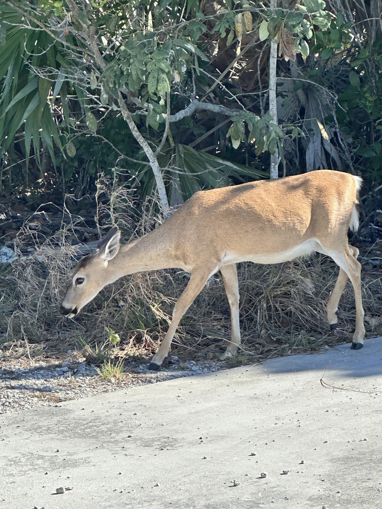 Key Deer from Big Pine Key, Big Pine Key, FL, US on April 7, 2023 at 04 ...