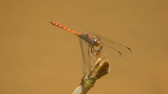Elasmothemis cannacrioides