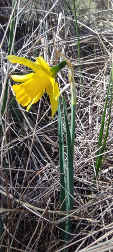 Narcissus nevadensis