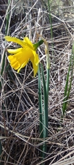 Narcissus nevadensis