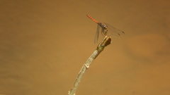 Elasmothemis cannacrioides