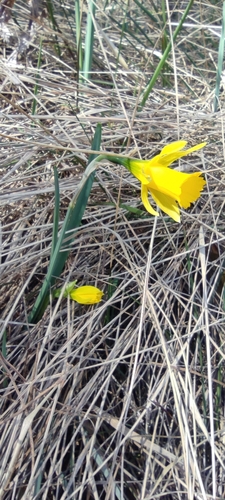 Narcissus nevadensis, photograph 1