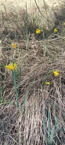 Narcissus nevadensis, photograph 2