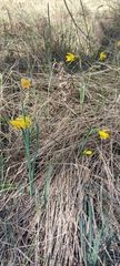 Narcissus nevadensis, photograph Santiago Martín-Bravo, CC BY, iNaturalist via GBIF