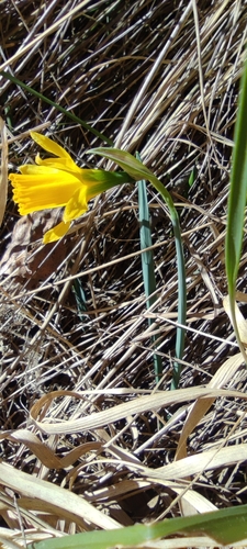 Narcissus nevadensis, photograph 3