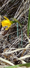 Narcissus nevadensis, photograph Santiago Martín-Bravo, CC BY, iNaturalist via GBIF