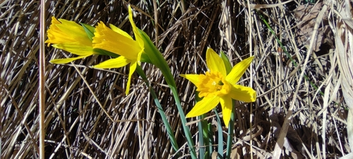 Narcissus nevadensis, photograph 4