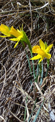 Narcissus nevadensis, photograph 5
