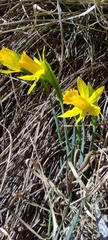 Narcissus nevadensis, photograph Santiago Martín-Bravo, CC BY, iNaturalist via GBIF