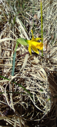 Narcissus nevadensis, photograph 6