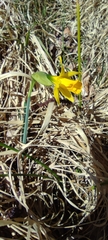 Narcissus nevadensis, photograph Santiago Martín-Bravo, CC BY, iNaturalist via GBIF