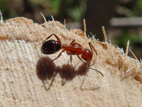 Deceptive Carpenter Ant photo 5
