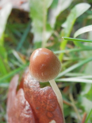 Agaricales