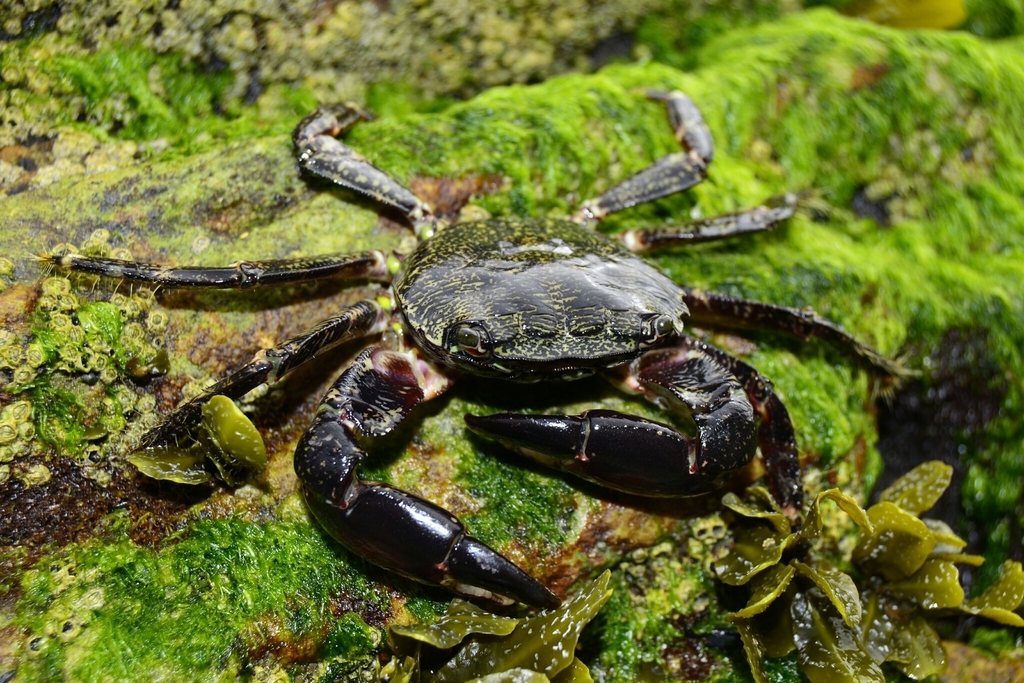 Marbled Crab (Madeira Decapoda) · iNaturalist