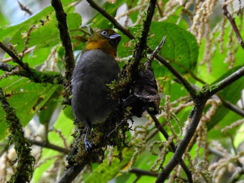 Yellow-whiskered Chlorospingus (Chlorospingus parvirostris), photo 8